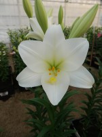 [4113 Global Leader Mak No02.JPG]